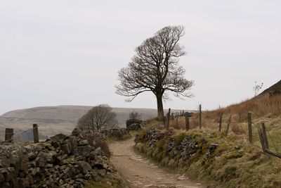 Trees on footpath against clear sky