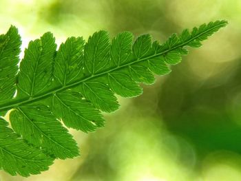 Close-up of fresh green plant