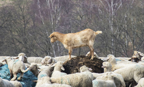 Flock of sheep standing on field against trees