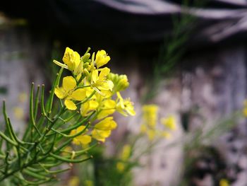 Close-up of yellow flowering plant on field