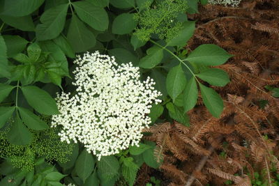 High angle view of white flowering plant