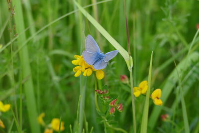 Close-up of butterfly on flower