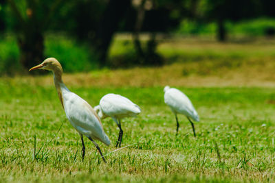View of birds on field