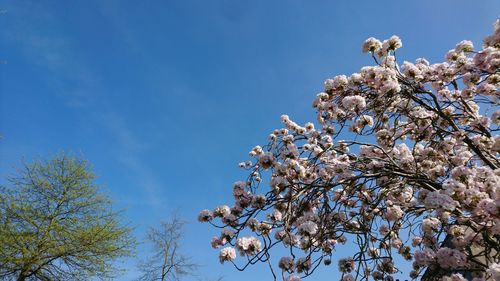 Low angle view of cherry blossoms against blue sky