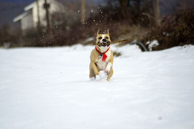 Dog running in snow