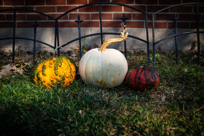 Pumpkins on grassy field