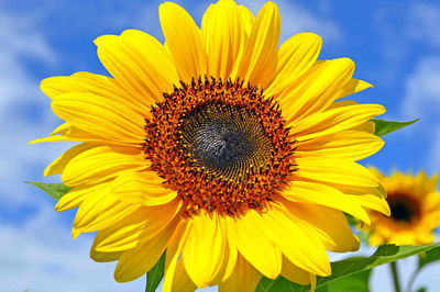 Close-up of sunflower