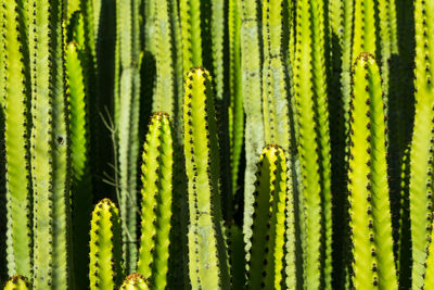 Full frame shot of cactus