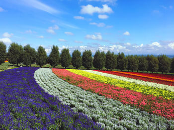 Scenic view of purple flowering plants on field against sky