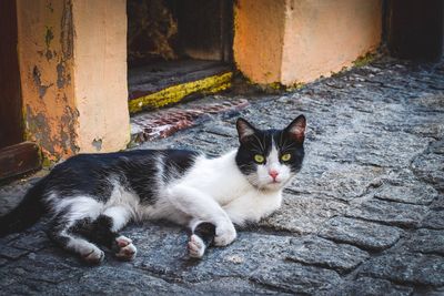 Portrait of cat resting outdoors