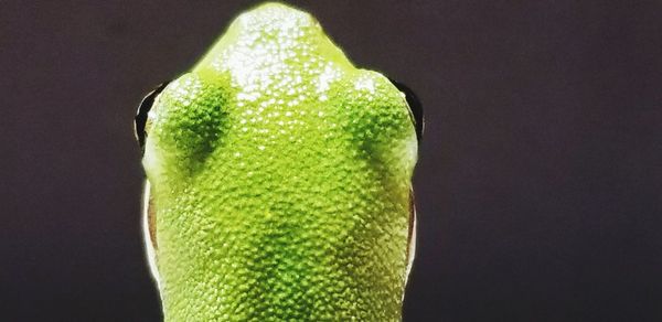 Close-up of green leaf against black background