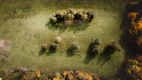 High angle view of plants on field