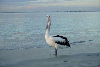 Pelican on sea against sky during sunset