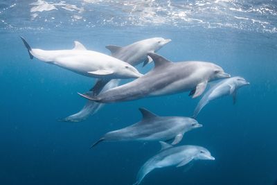 Dolphins swimming in sea