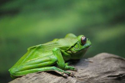 Close-up of green lizard