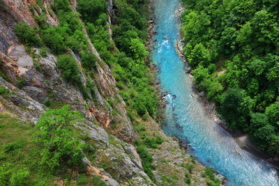 Aerial view of river amidst forest