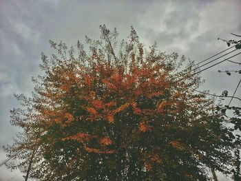 Low angle view of bare tree against cloudy sky