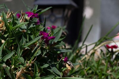 Close-up of pink flowering plant