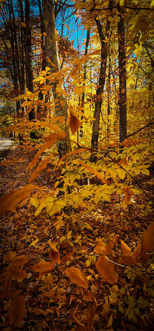 tree, autumn, plant, nature, land, plant part, beauty in nature, leaf, forest, tranquility, sunlight, no people, scenics - nature, tree trunk, outdoors, trunk, day, natural environment, tranquil scene, yellow, non-urban scene, environment, woodland, branch, growth, landscape, orange color, falling, reflection, idyllic