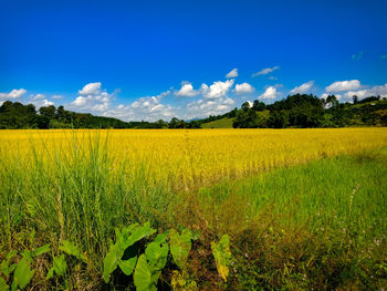 Scenic view of agricultural field against sky