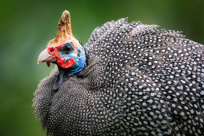 Close-up of bird