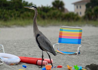 Close-up of bird on beach