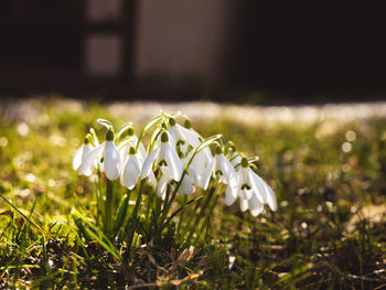 Close-up of white flowering plants on field