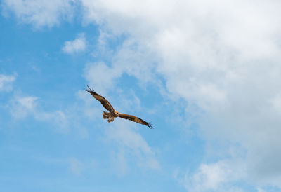 Low angle view of seagull flying in sky