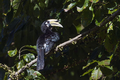 Bird perching on a tree