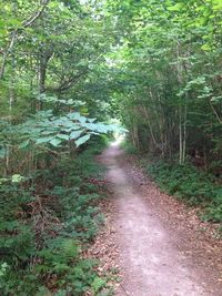 Dirt road passing through forest