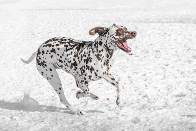 View of a dog running on snow covered land