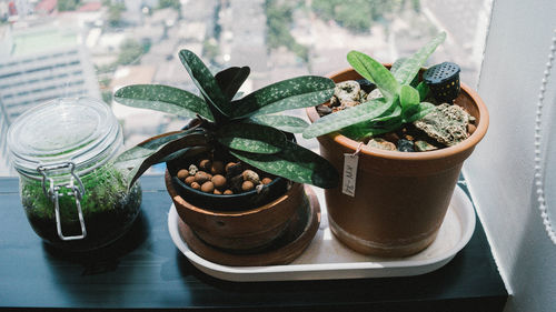 Close-up of potted plant on table