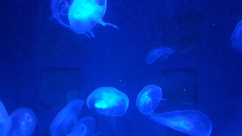 Jellyfish swimming underwater