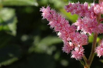 Close-up of pink flowering plant