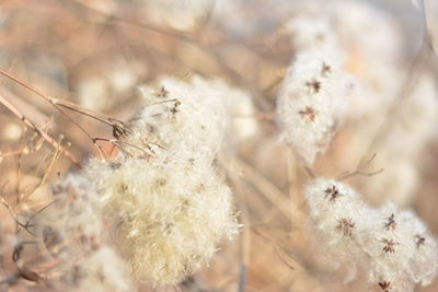 Close-up of plant