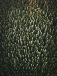 Full frame shot of trees at forest