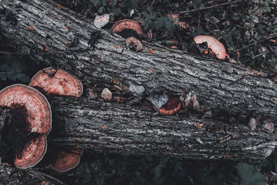 Close-up of logs in forest