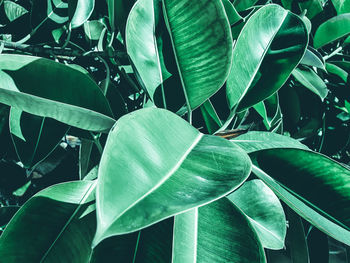 Close-up of leaves