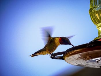 Low angle view of bird flying against clear sky