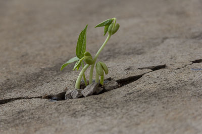 Close-up of small plant growing on field