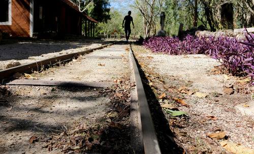 Railroad tracks amidst trees