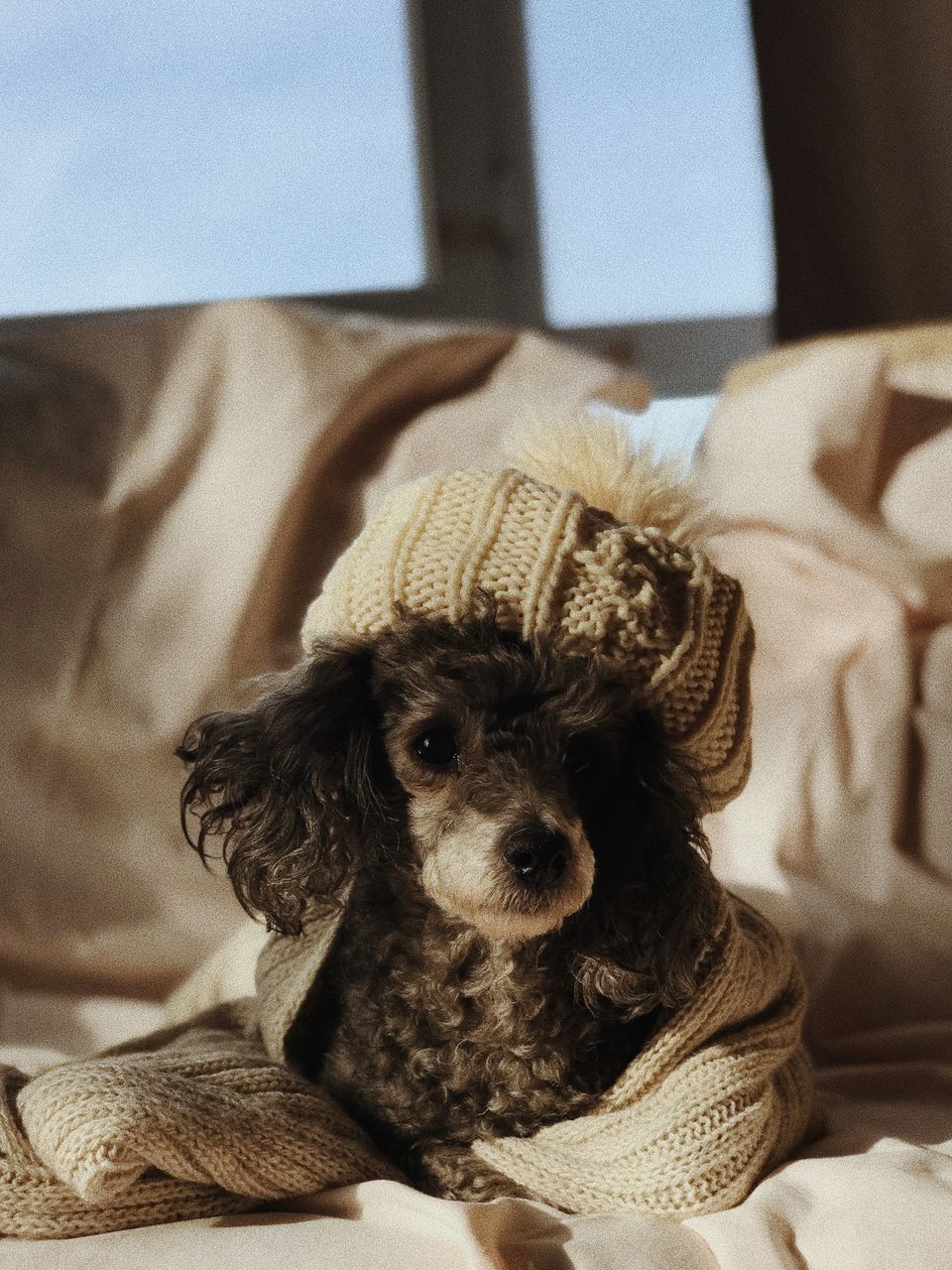 PORTRAIT OF DOG RELAXING ON SOFA AT HOME