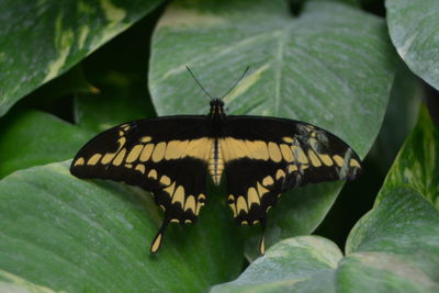 Close-up of butterfly on leaf