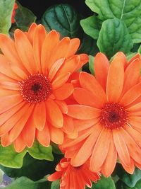 Close-up of orange flower