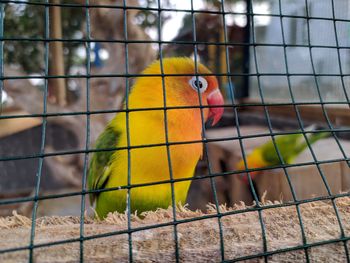 Close-up of parrot in cage