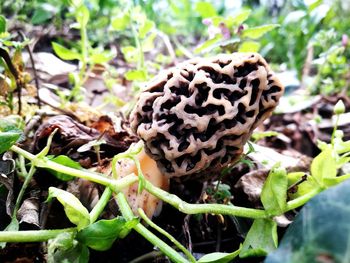 Close-up of mushrooms growing on field