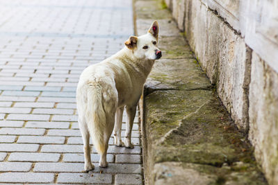 Portrait of dog standing on footpath