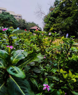 Close-up of pink flowering plants against trees