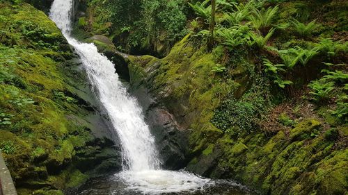 Scenic view of waterfall in forest