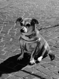 Portrait of dog sitting on footpath